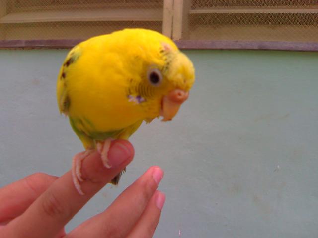Mi linda Manchitas